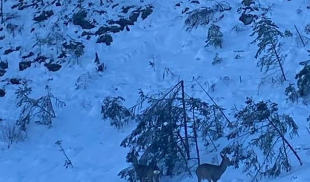 Kastamonu'da yol kenarına inen karacalar görüntülendi