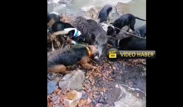 Kastamonu'da av köpekleri derede domuz avladı! (görüntülü haber)