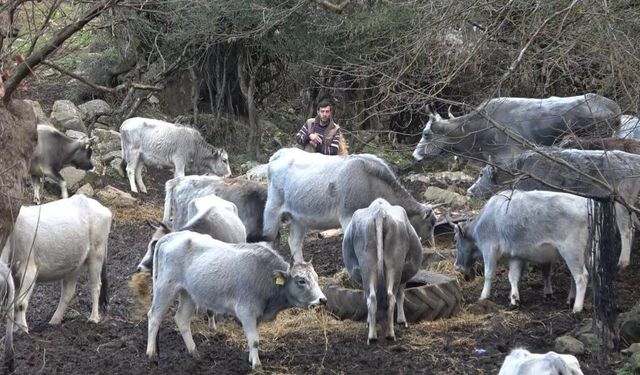 750 yıllık safkan yerli hayvanları kurşuna dizdiler (görüntülü haber)