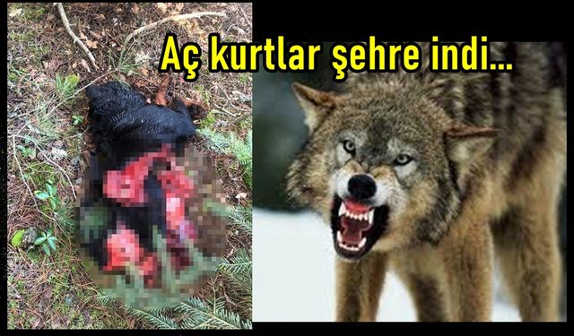 Kastamonu'da kurtlar şehre indi: Köpeği parçalayıp yedi!