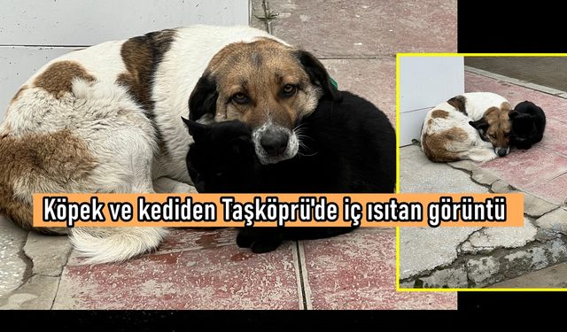 Soğuk Taşköprü’de sıcak görüntü: Kedi ve köpekten dostluk örneği