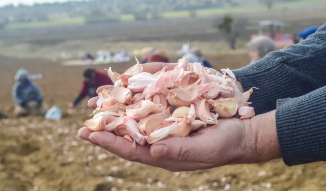 Sarımsak işçisi günlük yevmiyesi 2025: Sarımsak işçisi günlük yevmiyesi ne kadar, kaç TL?