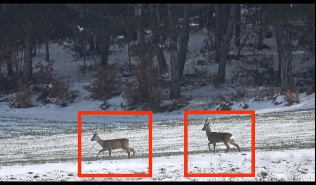 Kastamonu'da aç kalan karacalar köye indi