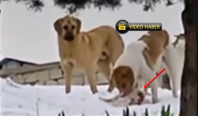 Kastamonu’da sokak köpekleri canlı tavukları yakalayıp yedi! (görüntülü haber)