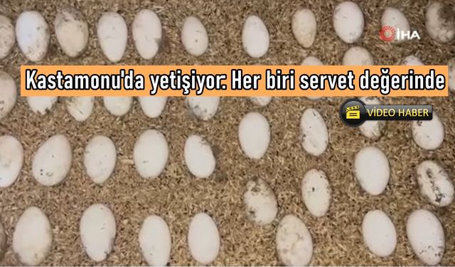 Kastamonulu yetiştirici taleplere yetişemiyor: Kars'a bile Kastamonu'dan gidiyor (görüntülü haber)