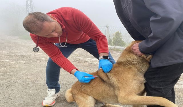 Kastamonu’da sokak hayvanları kimliklendirilip aşılanıyor
