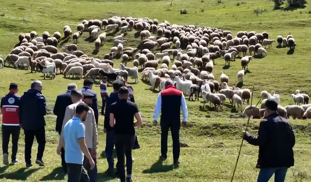 Kastamonu'da kuzular anneleriyle buluştu: Yürek ısıtan anlara sahne oldu!