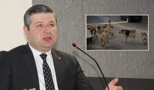 Kastamonu'nun ilçe kaymakamı net konuştu: 'Başıboş köpek kalmayacak'
