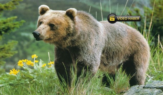 Kastamonu’da ayıyla sohbet güldürdü: Gel Allah’ın güzeli, bir kere seveyim (görüntülü haber)
