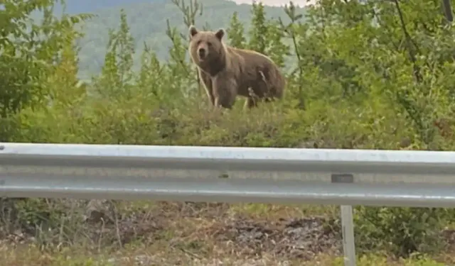 Kastamonu’da Bu Kez Anne Ayı Görüntülendi!