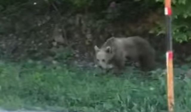 Kastamonu’da yavru ayı fazla ilgiden bunaldı, ormana kaçtı (görüntülü haber)