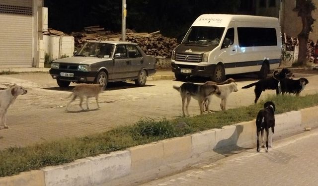 Başı boş gezemeyecekler: Kastamonu'daki ilçede hepsi teker teker toplanıyor!