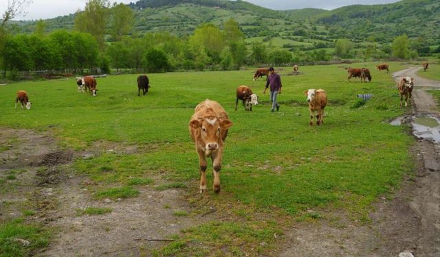 Hayvan varlığında büyük artış: Rakamlar açıklandı