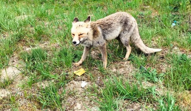 Kastamonu'nun ilçesinde görüntülendi: Vatandaş börekle besledi!