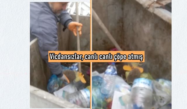 Kastamonu’da yürek sızlatan olay: Canlı canlı çöpe atmışlar (görüntülü haber)