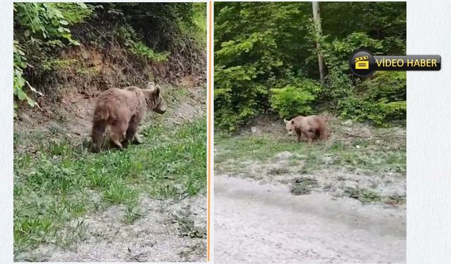 Kastamonu'da ayıyla gülümseten sohbet