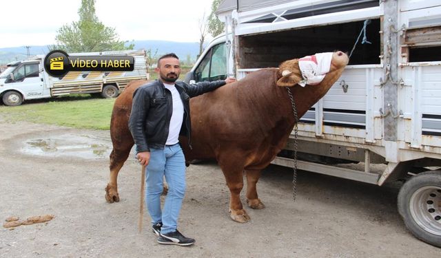 380 bin lirası olan 1 ton kurbanlık ‘Paşa’yı alır!