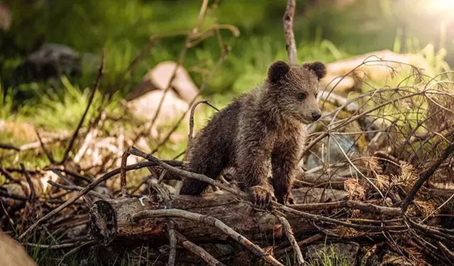 Kastamonu’da yavru ayı sürprizi: Yol kenarında rahat tavırlar (görüntülü haber)