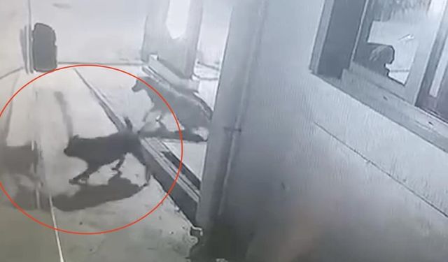 Kastamonu'da sokak köpekleri karavanı parçaladı: Vatandaş korkuyor! (görüntülü haber)