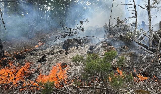 Son dakika: Kastamonu’da orman yangını çıktı!