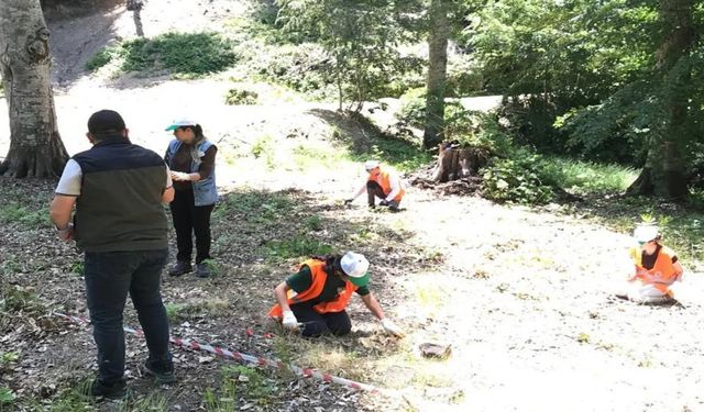Kastamonu'da ormanlara gençlik aşısı
