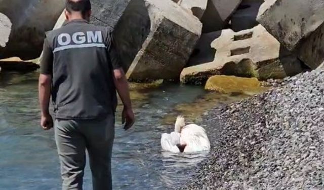Kastamonu sahilinde yaralı halde bulundu: Tedavi altına alındı