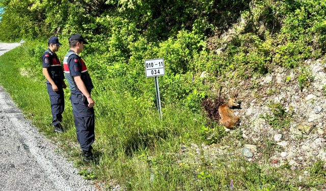 Kastamonu'da 2 karaca yaralı halde bulundu: Koruma altına alındı