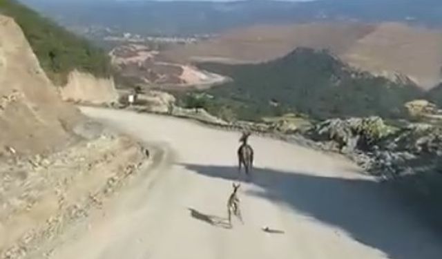 Kastamonu'da ayağı kırık ceylan için ekipler harekete geçti
