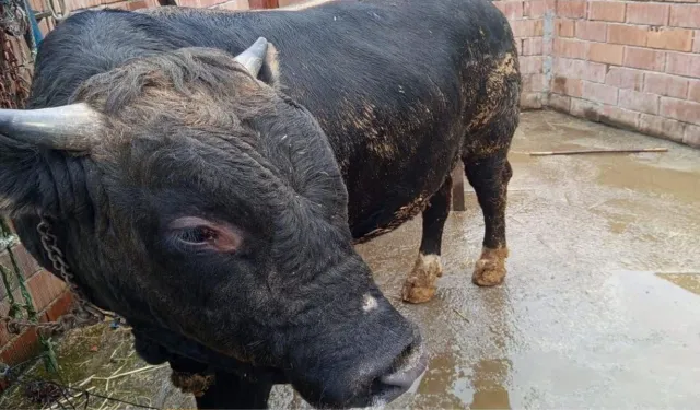 Kastamonu'da Firar Eden Dana Yine Kaçtı: Köylüler Şaşkın!