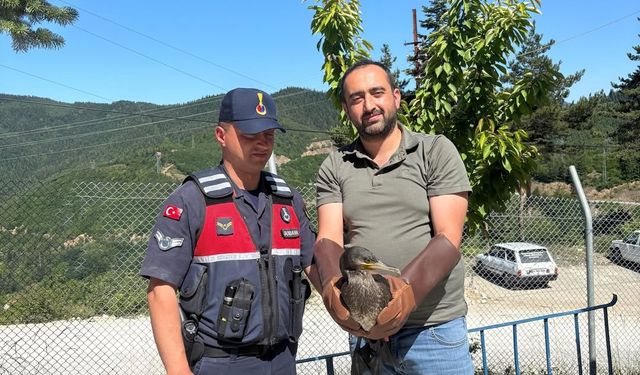 Kastamonu'da yaralı kuşların tedavisi tamamlandı: Doğaya salındılar!