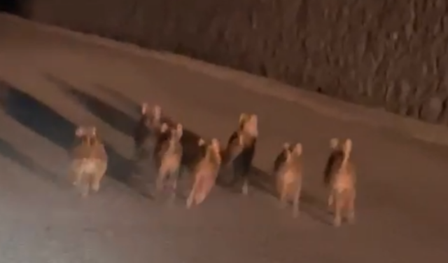 Kastamonu'da Yavru Domuz Sürüsü Yol Ortasında Görüntülendi!