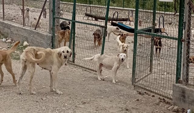 Kastamonu’nun İlçesinde Hayvan Barınağına Çirkin Saldırı