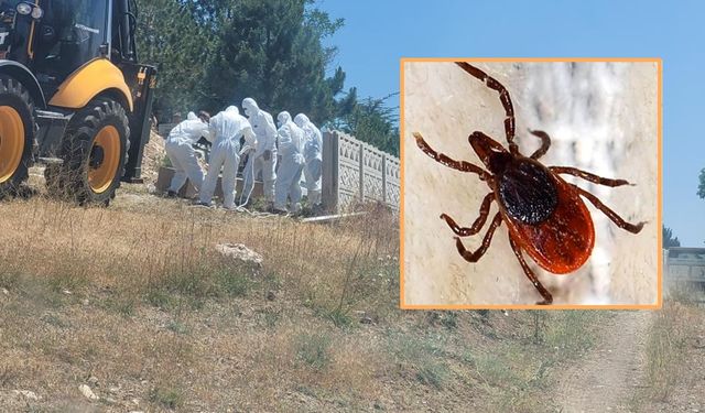 Kene ısırıklarına dikkat: KKKA hastalığında erken müdahale hayat kurtarıyor