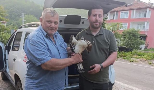 Kastamonu’da yaralı şahin bulundu