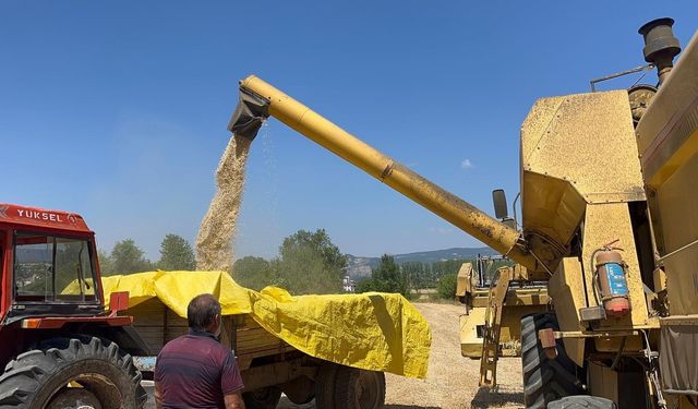 Kastamonu’da 12 bin yıllık ata tohumu siyez buğdayında hasat zamanı