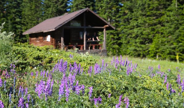 Ilgaz Dağı’nda bahar yeni başladı: Kastamonu'da renkli uyanış