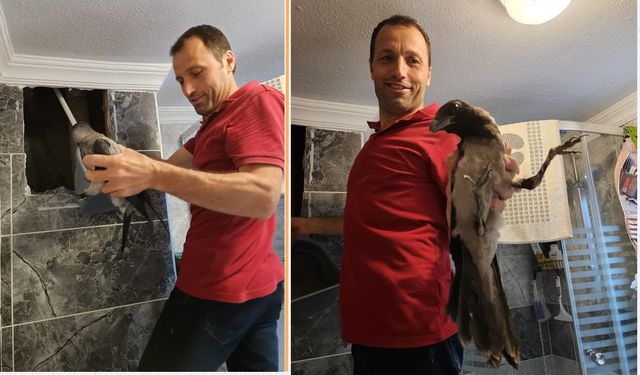Kastamonu'da havalandırma boşluğuna düşen kargayı vatandaş kurtardı