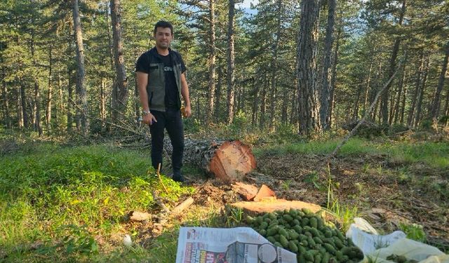 Kastamonu ormanlarında 2025 bol tohum yılı ilan edildi!