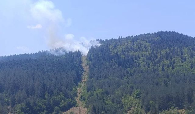 Kastamonu'nun ilçesinde orman yangını!