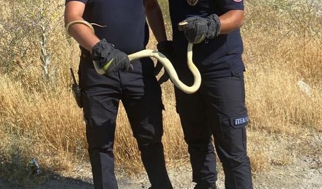 Kastamonu'nun ilçesindeki fabrikada yılan paniği yaşandı!