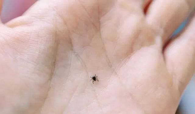 Kene ısırması hayatınıza mal olabilir: Korunmak için bunlara dikkat edin!
