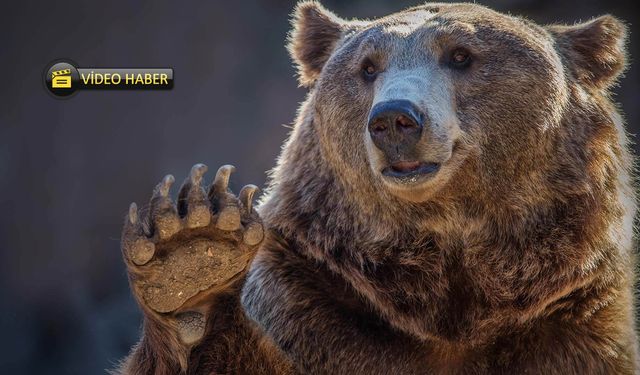 Kastamonu’da Ayı Sürprizi: Vatandaşlar Kameraya Yakaladı!