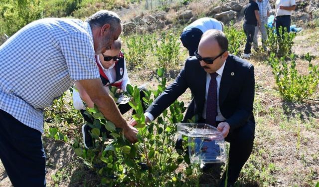 Kastamonu’nun ilçesinde bir ilk: Aronya üretimi başladı, ilk hasat gerçekleşti