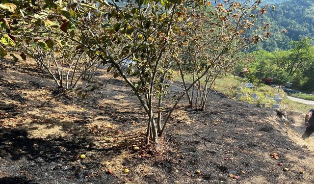 Bir kıvılcım yetti: Kastamonu'da 5 fındık bahçesi yandı!