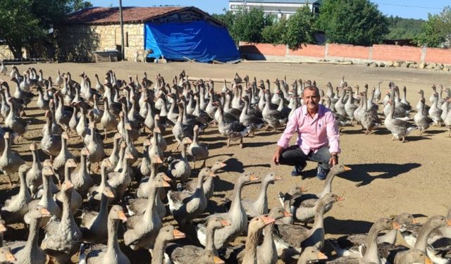Kastamonu’da 130 civcivle yola çıktı: Kaz yetiştiriciliğinde öncü konuma geldi