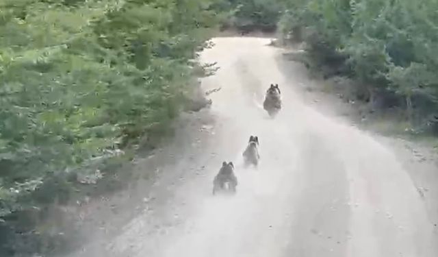 Kastamonu'da anne ayı ve yavruları anbean kaydedildi
