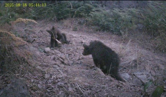 Kastamonu’da kocaoğlan sürprizi: Fotokapanla görüntülendi