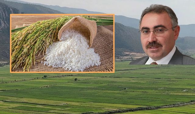 Tosya mı, Kargı pirinci mi? Profesör Dr. Ahmet Kankal tez yazdı