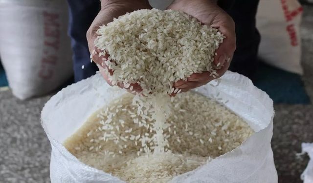 Tosya’nın coğrafi işaretli sarıkılçık pirincine rekor fiyat: 130 Liradan 400 Liraya...
