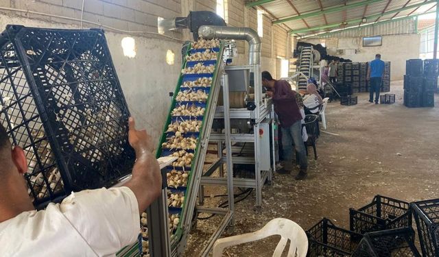 En ünlüsü Taşköprü'de: Onlar sarımsakları için yerli tohum üretim tesisi kurdu